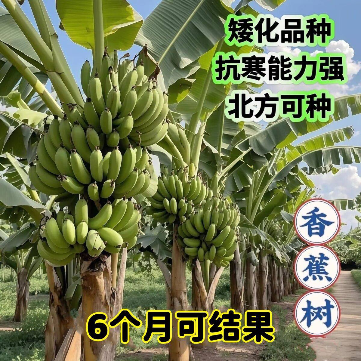 香蕉苗9号矮化蕉南方种植苹果蕉红皮香蕉小米蕉耐寒薄皮皇帝蕉苗
