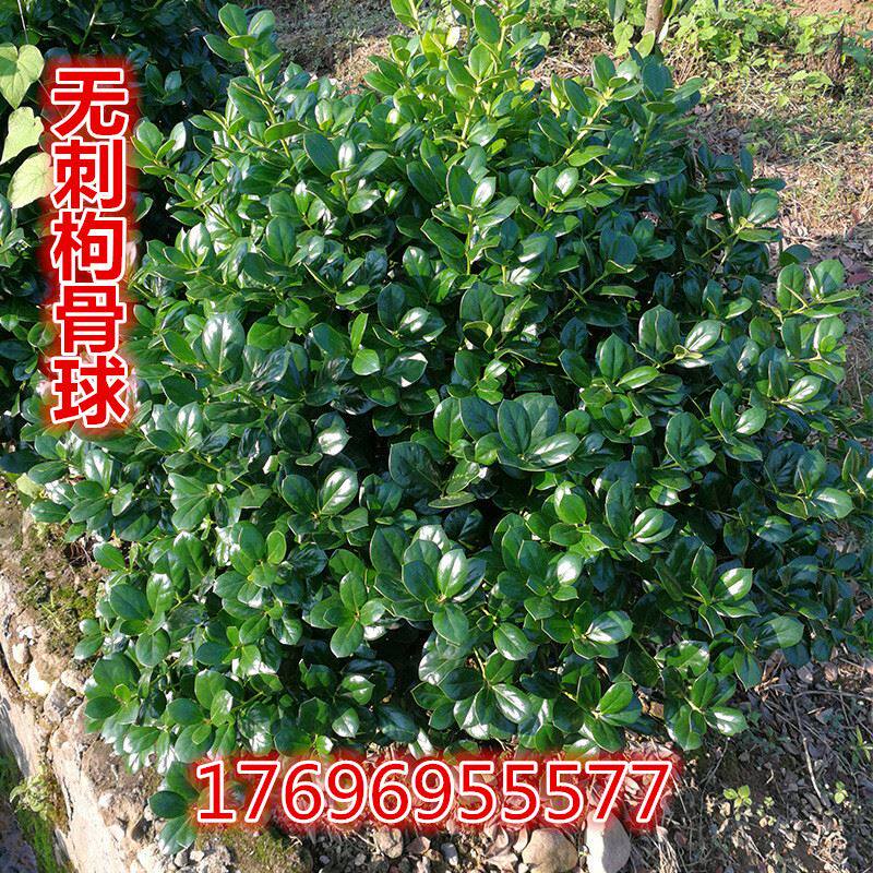 无刺枸骨球 圣诞果 枸骨球 四季常青 庭院植物 公园点缀绿篱树苗