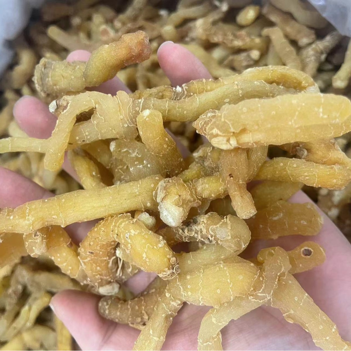 玉竹云南深山野外生玉竹条玉竹个玉竹头天然采挖精选配麦冬煲汤泡