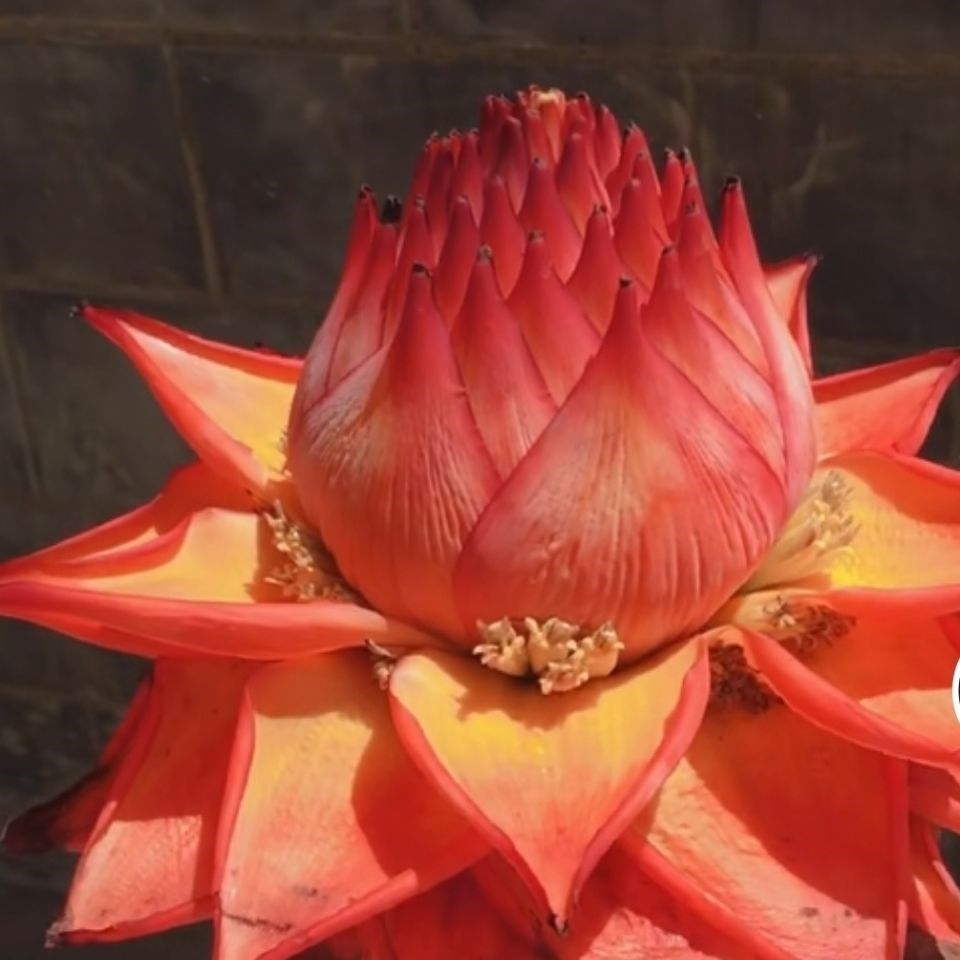 地涌金莲带花苞地涌金莲花地涌金莲盆栽地涌红莲好种易活的花佛花