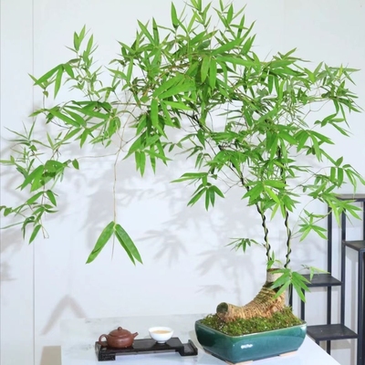 小叶勒竹小叶簕竹根苗勒竹桩桌面绿植成品竹子盆栽室内文人茶几