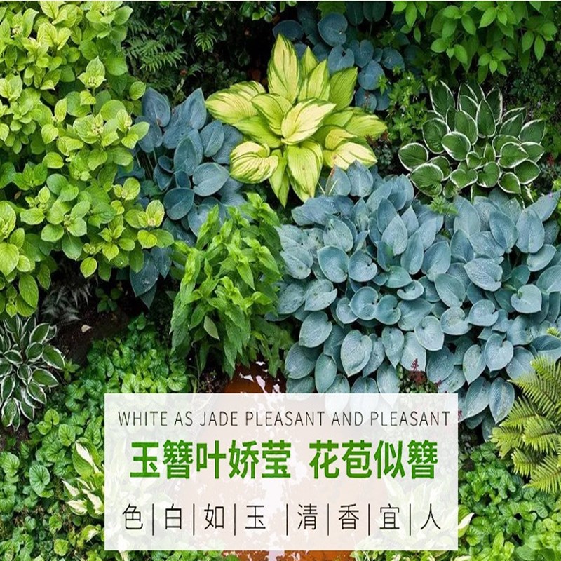 玉簪花苗耐寒耐旱花卉植物 室外室内盆栽花坛多年生宿根绿植观叶