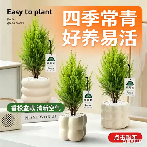 小香松桌面绿植净化空气易养