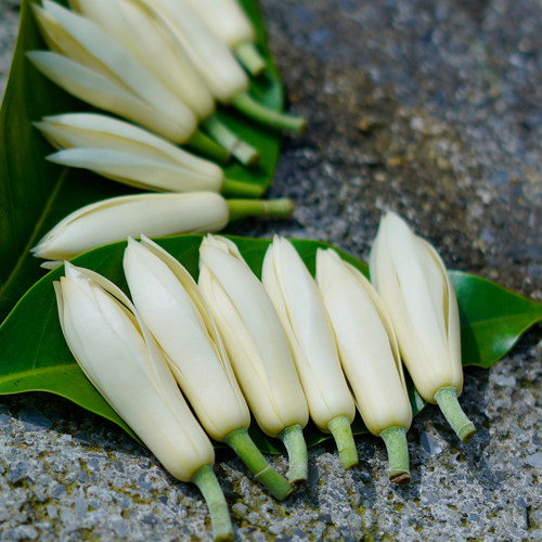 白兰花鲜花现摘纯露泡酒香水