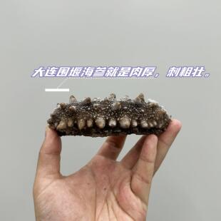 【顺丰特快】大子连XNL即食围堰播海参獐岛海参连大底播海参辽刺