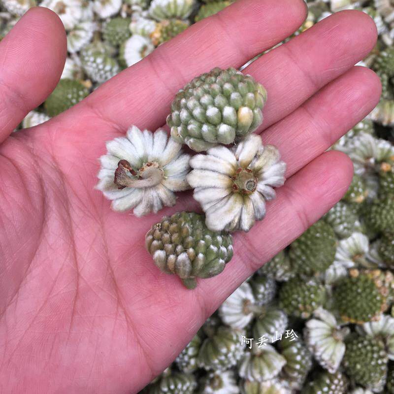 广西金身秀传统滋补品其他 农土产干材料一YFE保家暖 货蒙花 250g