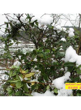 新鲜银花藤 金忍冬藤澡 宝宝洗 新现采10RYL鲜00克