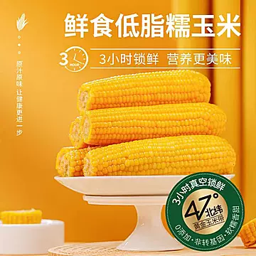 东北黄糯玉米新鲜软糯8根