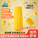 2025东北黑龙江黄糯玉米新鲜软糯粘黏新鲜现摘真空装 代餐玉米棒