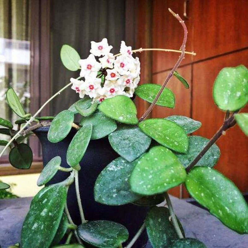 球兰花盆栽 梗球兰垂吊植物带花 杂交匍匐球兰 花卉室内爬藤 苗大