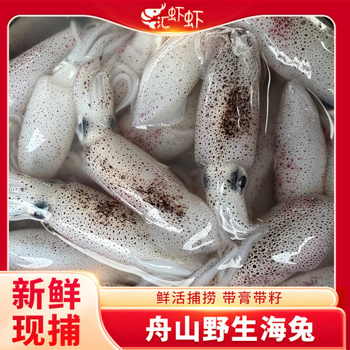 笔管鱼新鲜小管鲜活海兔海鲜水产小鱿鱼生鲜鱿鱼海兔子非满籽
