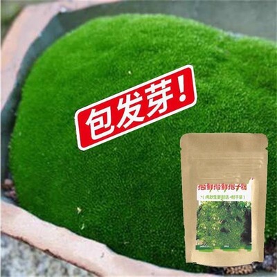 苔藓粉苔藓孢子粉盆景苔藓种子假山青苔粉苔藓植物铺面苔藓微景观