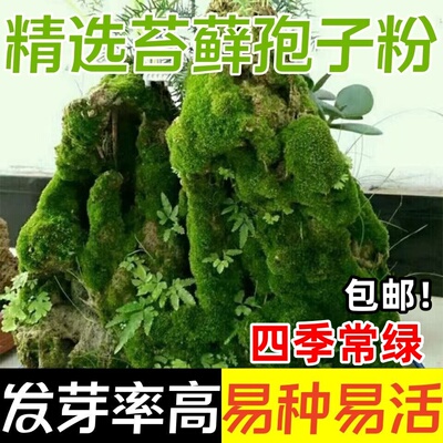 苔藓孢子粉四季鲜活青苔绿植
