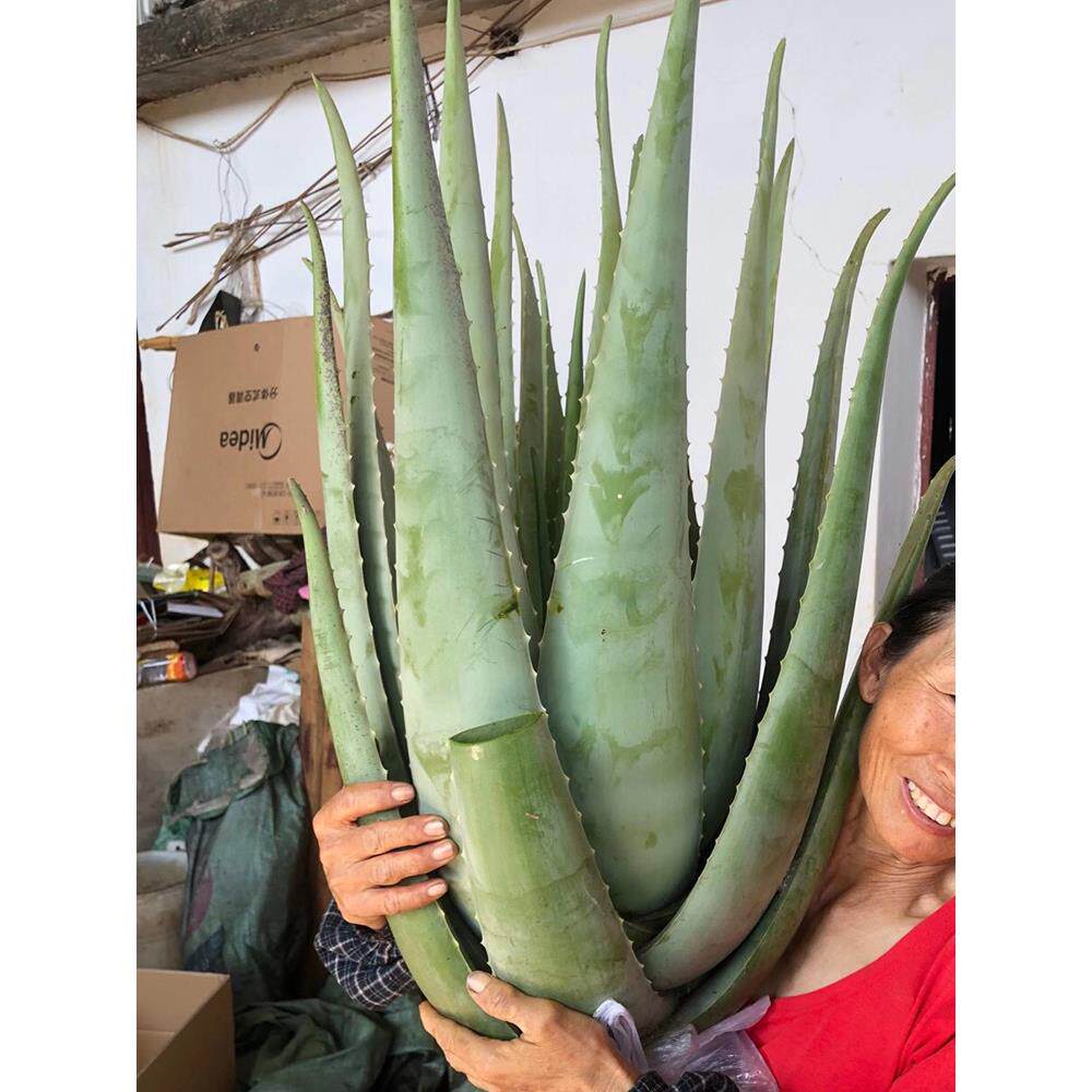 美国库拉索芦荟盆栽植物美容院专用灌肤新鲜苗叶室内客厅芦荟盆栽