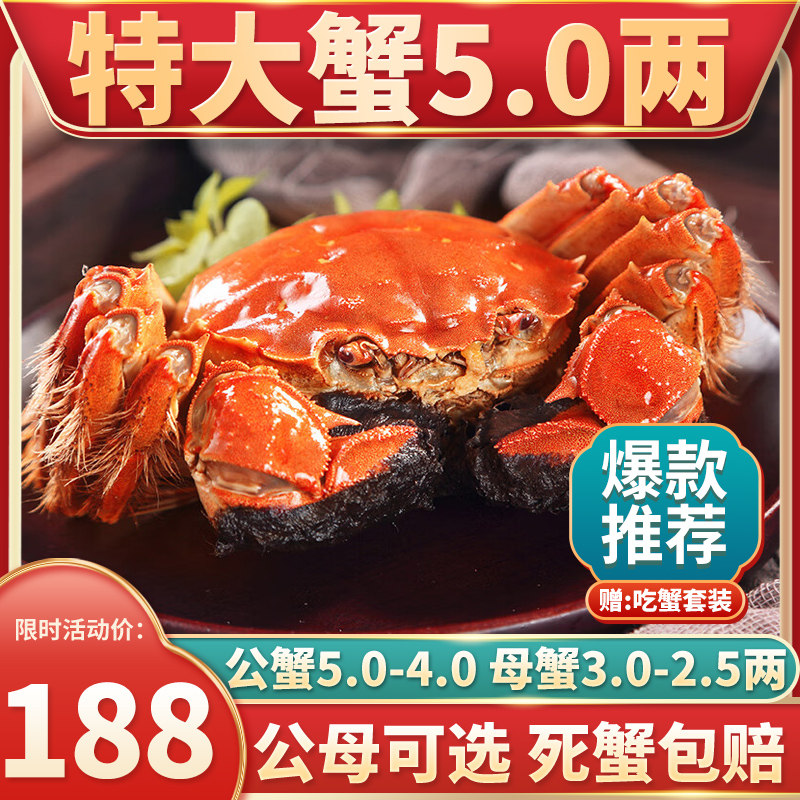 活蟹 现货10只特大闸蟹鲜活螃蟹全母5两公蟹可选生态河蟹湖蟹礼盒高性价比高么？
