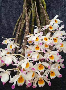 （花卉带石新芽）大苞鞘石斛粉色花吊养斛绿植盆栽盆景绿植UIK枫