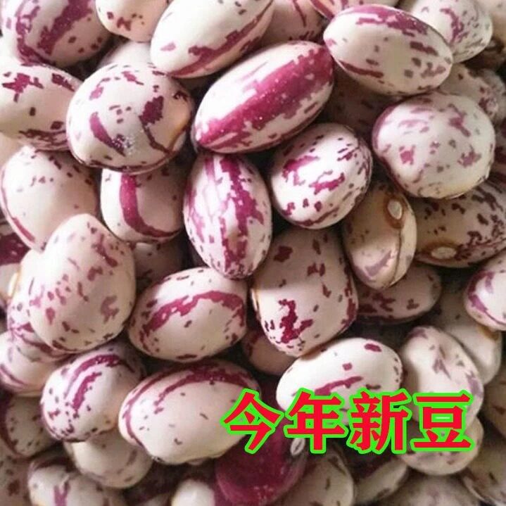 2025年贵州高山雀蛋豆农家自种雀蛋豆奶花豆四季豆今年新豆