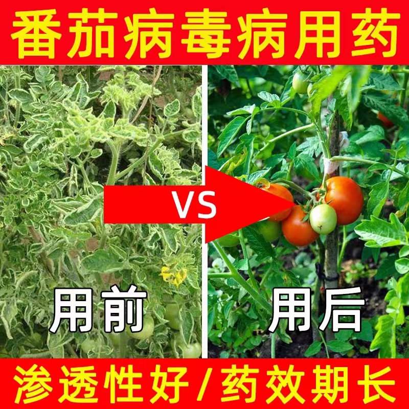 番茄西红柿卷叶病毒病专用药枯萎肥料病菌清缩叶病黄叶卷曲变黄