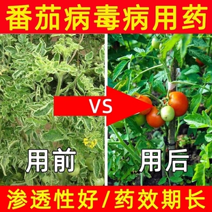 番茄西红柿卷叶病毒病专用药枯萎肥料病菌清缩叶病黄叶卷曲变黄