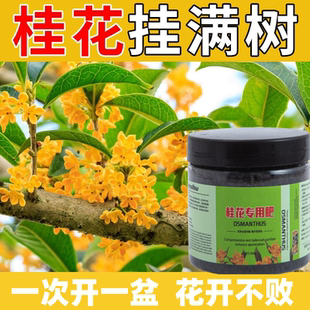 桂花树专用肥料不烧根苗大树盆栽开花营养液增根壮苗促花期正品