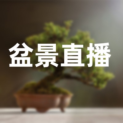 隆驰盆景 品种齐全 造型美观