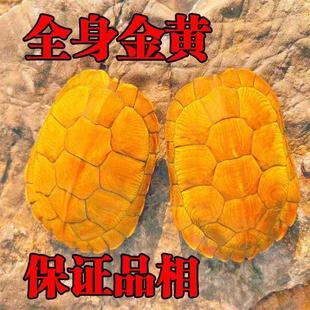 小活乌龟金物巴侣西黄龟宠物ZY1688 M观赏龟情龟