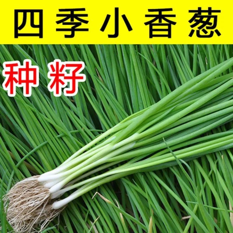 四季小香葱种子籽葱头夏季葱种阳台盆栽小葱种植分葱蔬菜种籽孑子