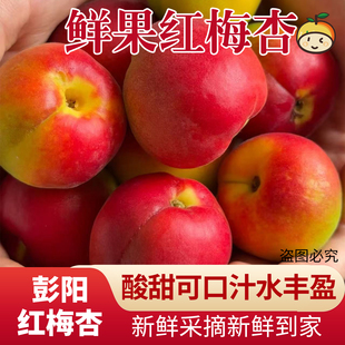 正宗宁夏彭阳红梅杏新鲜杏头茬现摘杏子应季水果贵妃小红杏空运
