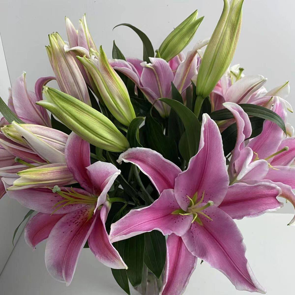 云南昆明百合花多头香水百合整扎直批鲜花基地直发一扎10支