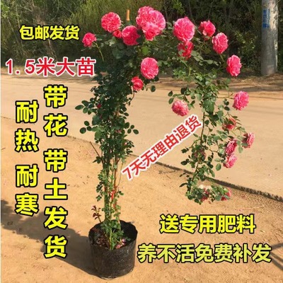 带花发货藤本月季四季开花蔷薇花苗爬藤攀援植物庭院阳台楼顶别墅