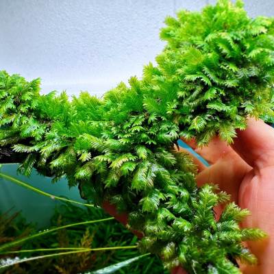 鱼缸生态缸原生缸虾缸草缸定植火山石大美凤沉木造景凤尾苔莫斯