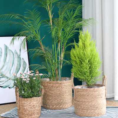 北欧藤编编织花篮家居装饰琴叶花盆摆件草编绿植大套盆落地大花盆