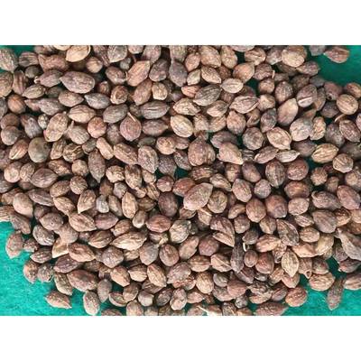 菘崖统智中货2024智海南琼南药益仁益HEQ子益智果晒干500g