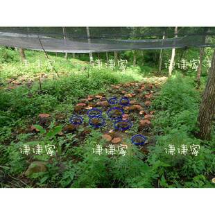 XZG一个修行人 衡阳阴 灵芝平三萜8.5 有机认证野生松杉灵芝孢子3