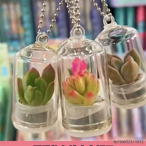 迷你随身多肉盆栽挂件桌面微景观生态瓶学生创意小盆栽挂件礼品