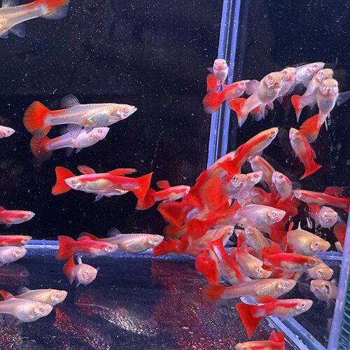 【全红孔雀鱼】热销热带观赏鱼热带淡水鱼活体小型观赏鱼