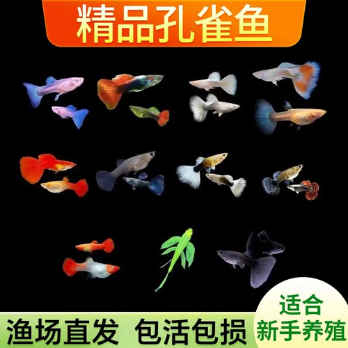 孔雀鱼观赏鱼混养组合装凤尾鱼彩霞热带鱼适合新手淡水鱼鱼胎生鱼