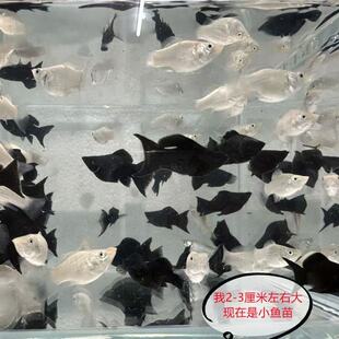 胎生鱼组合套餐热带鱼观赏鱼小型淡水好养耐活金鱼凤尾鱼活体宠物