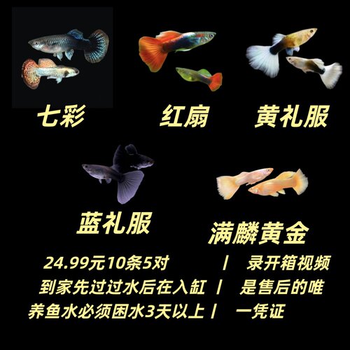 孔雀鱼亚成鱼配对观赏鱼热带淡水鱼新手易养活体运输加氧凤尾鱼