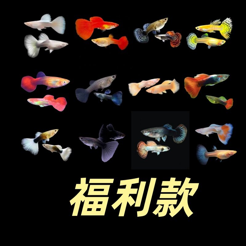 全家福套餐孔雀鱼凤尾鱼彩霞鱼小型热带观赏鱼淡水鱼练手鱼热带鱼