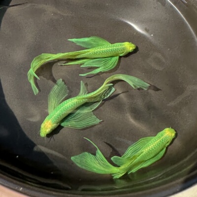 精品蝶翼翡翠绿斑马鱼小型热带鱼