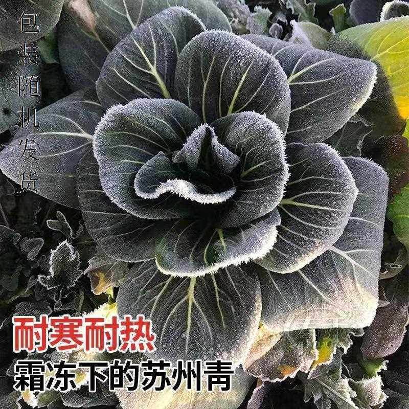 厂矮脚黑叶苏州青种种子一年四季子耐热菜大头青菜油菜种子四季