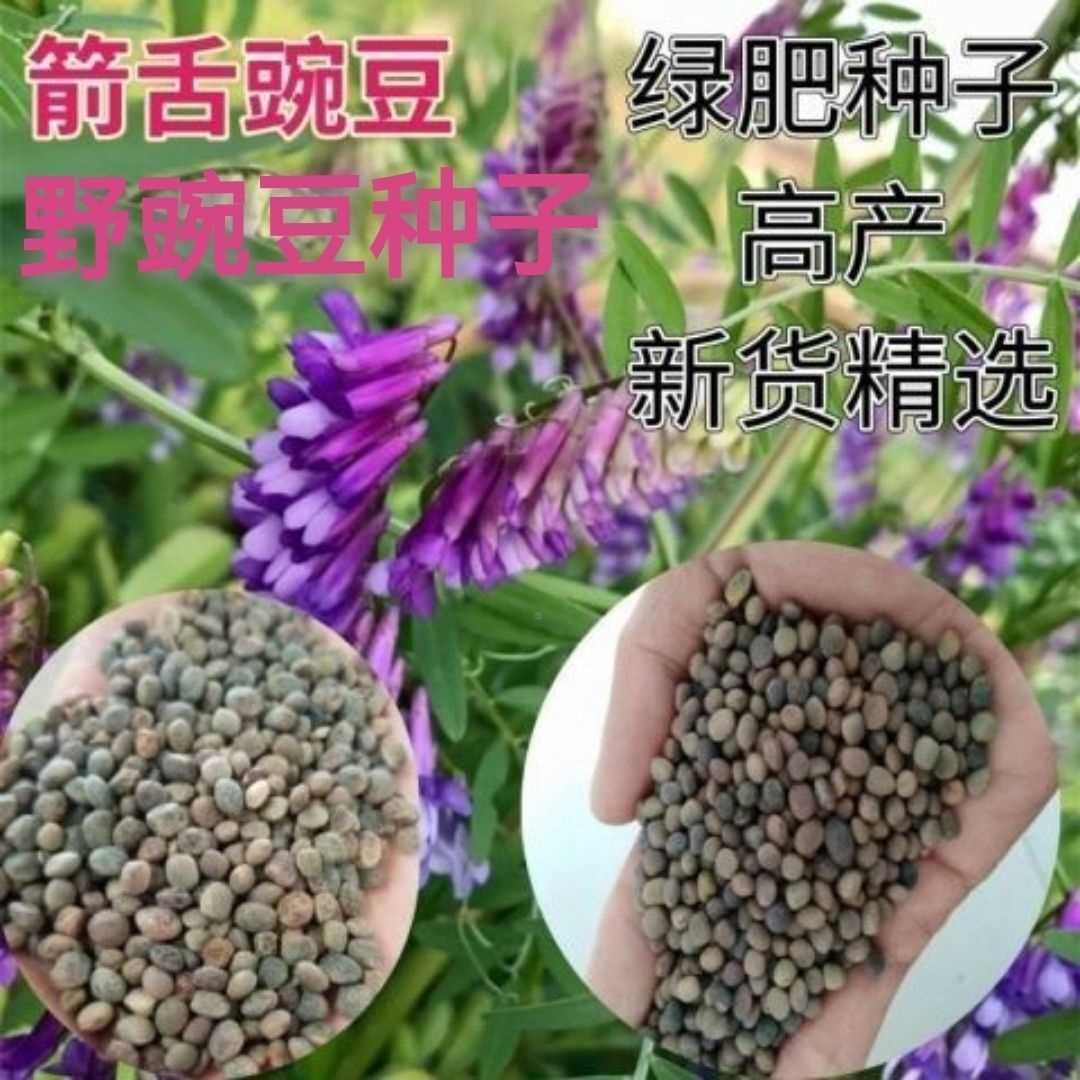 箭舌豌豆箭筈豌豆野抑制秋季菜种子绿肥杂草牧草大巢豌豆种子牧草