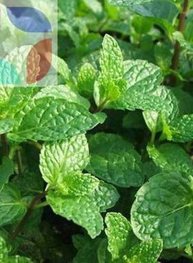 500pcs spearmint mint mentha herb green flower seeds home de