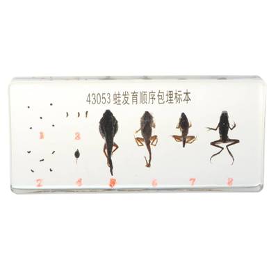 Lifecycle of a Frog Specimens Paperweight Educational Scien