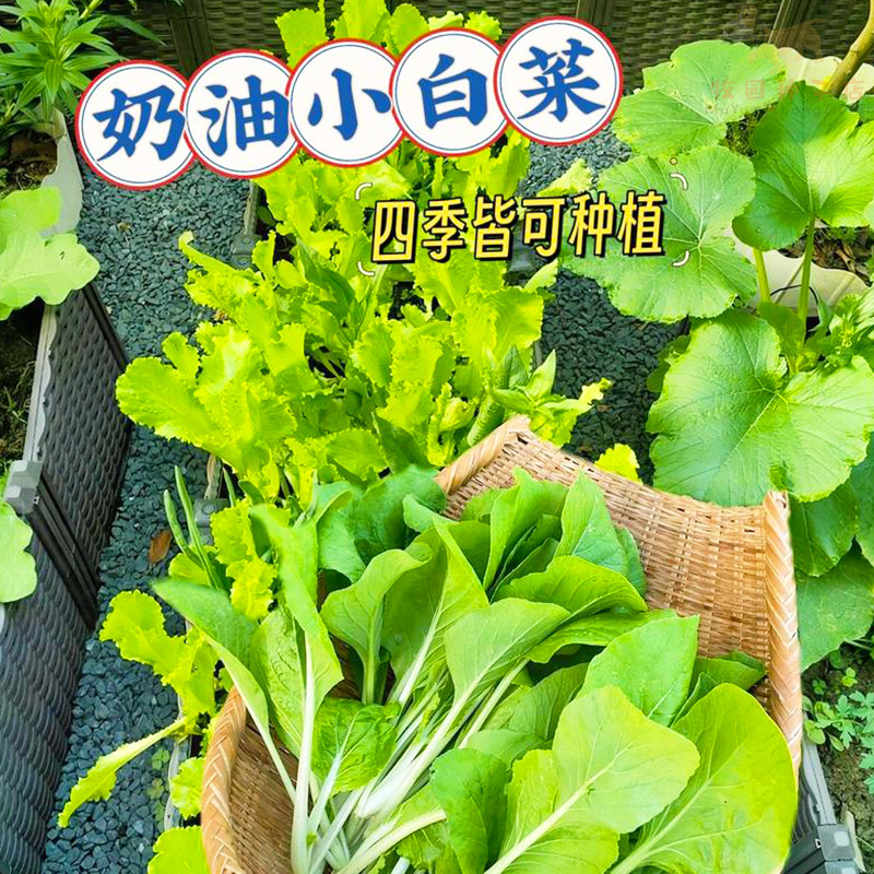 黄金奶油小白菜种子四季播奶油快菜白菜种籽早熟阳台庭院蔬菜种子