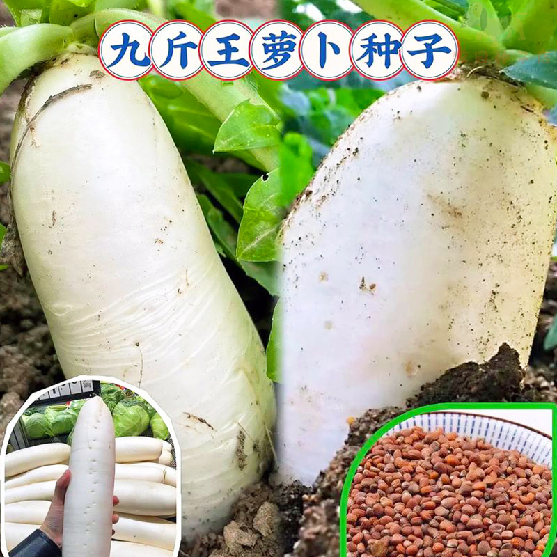 九斤王白萝卜种子四季播种特大白皮水果萝卜籽种秋冬庭院蔬菜种子