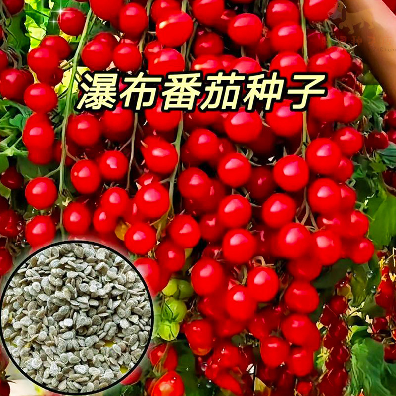 瀑布小番茄种子高产樱桃番茄小西红柿种子阳台庭院种植蔬菜水果籽