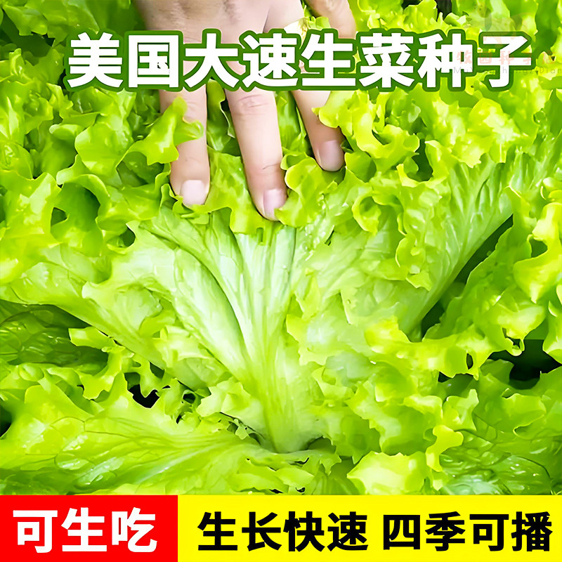 美国大速生菜种子四季生菜包菜种籽种植盆栽阳台田园生吃蔬菜种子