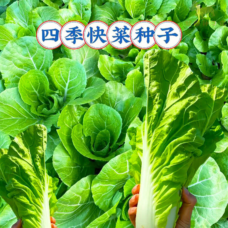 奶油快菜种子四季播种速生快菜种籽青菜小白菜阳台盆栽蔬菜种大全